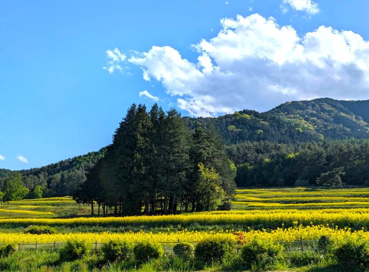 国営アルプスあづみの公園　里山エリアの菜の花畑２