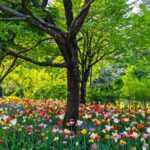 国営アルプスあづみの公園の色とりどりのチューリップと木漏れ日