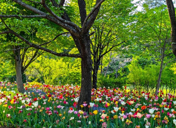 国営アルプスあづみの公園の色とりどりのチューリップと木漏れ日