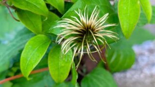 枯れたクレマチス
