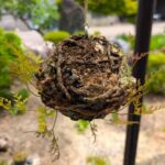 吊した苔玉１
