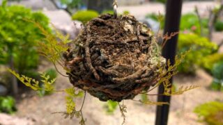 吊した苔玉１