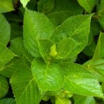 紫陽花の蕾　２０２５の１