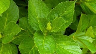 紫陽花の蕾　２０２５の１