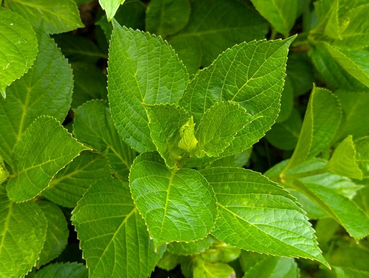 紫陽花の蕾　２０２５の１
