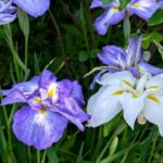 花菖蒲　６月
