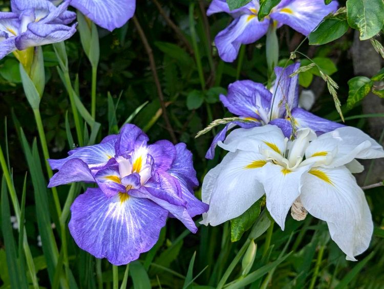 花菖蒲　６月
