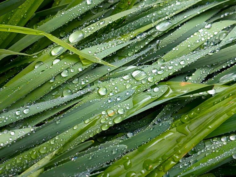 雨の雫と新緑の葉っぱ