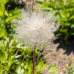 翁草の綿毛