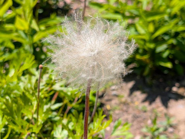 翁草の綿毛