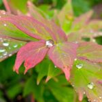 芍薬の葉と雨の雫