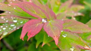 芍薬の葉と雨の雫