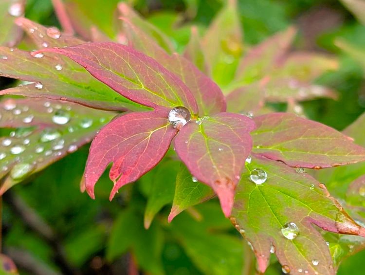芍薬の葉と雨の雫