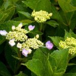 開花前の紫陽花