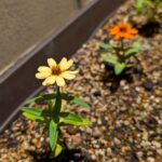 小さな百日草　その１