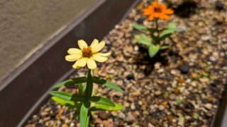 小さな百日草　その１