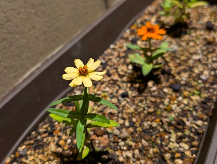 小さな百日草　その１
