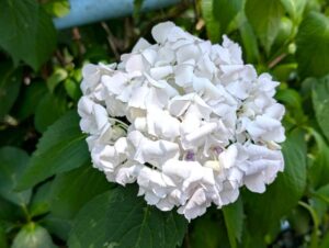 白い紫陽花　安曇地区