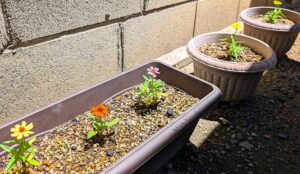 小さな百日草　その２