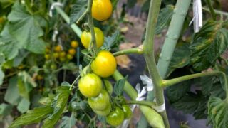 2025年 家庭菜園のミニトマト黄色