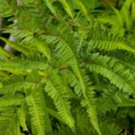 ２０２５年７月のシダ植物