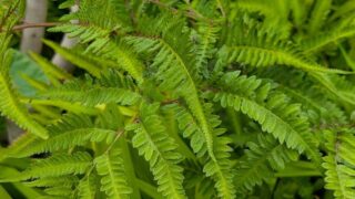 ２０２５年７月のシダ植物
