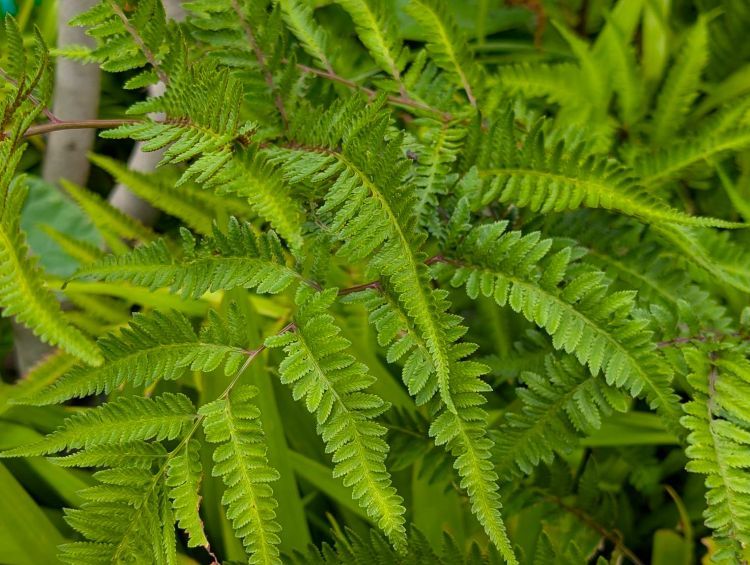 ２０２５年７月のシダ植物