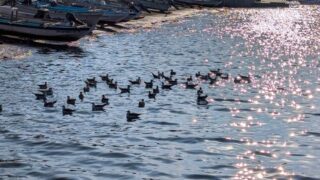 水鳥と油壺のハーバー