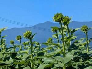 開花前のひまわり　その２