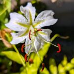 庭のユリの花　２０２５年８月