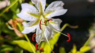 庭のユリの花　２０２５年８月