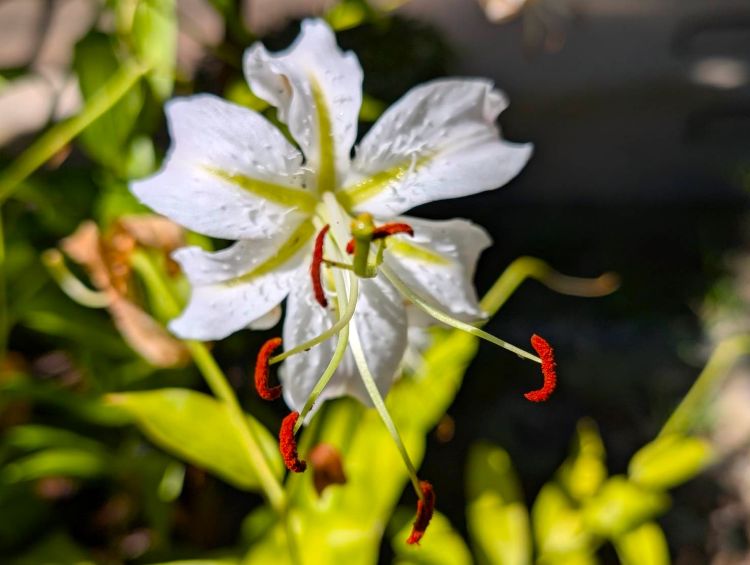 庭のユリの花　２０２５年８月