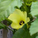 オクラの花　２０２５年８月