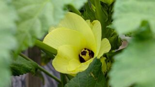 オクラの花　２０２５年８月