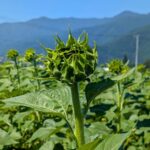 開花前のひまわり　その１