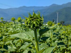 開花前のひまわり　その１