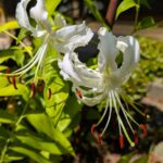 ２０２５年のユリの花