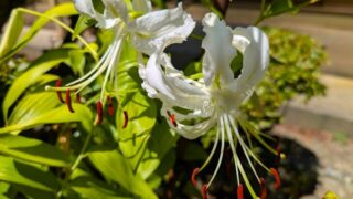 ２０２５年のユリの花