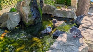 四柱神社　鳩と水場