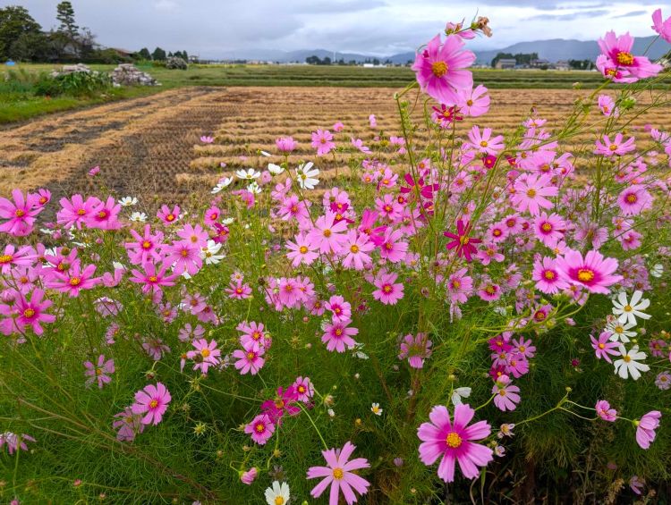 秋桜と田