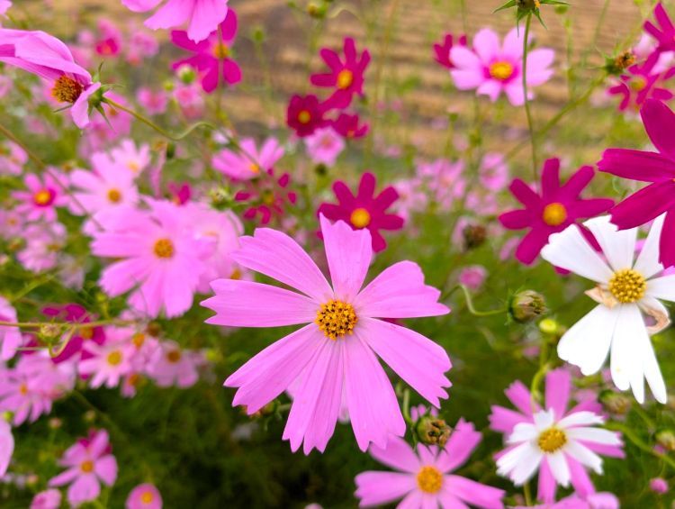 2025年のコスモスと田1