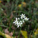 ニラの花１