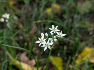 ニラの花１