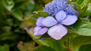 9月の紫陽花