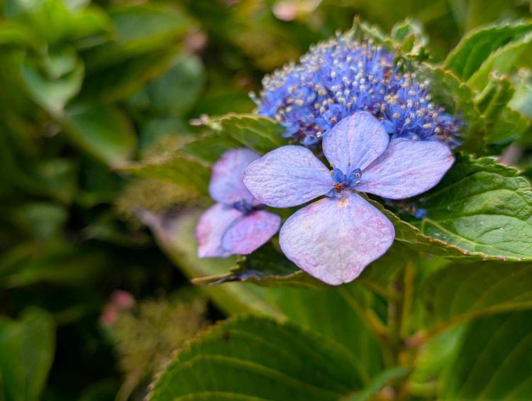 9月の紫陽花