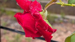 雨に濡れた赤いバラ