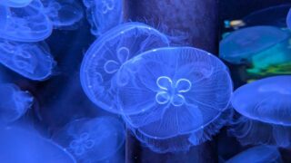 ミズクラゲ　マリンピア日本海