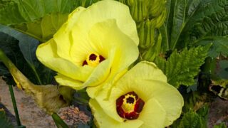 オクラの花　2025年10月
