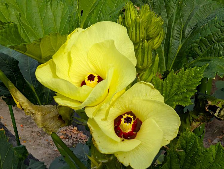 オクラの花　2025年10月