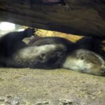 カワウソ２匹　寝る